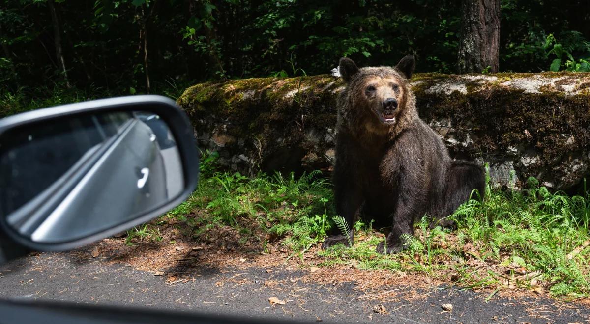 Atak niedźwiedzia w słynnym parku. Rzucił się na człowieka