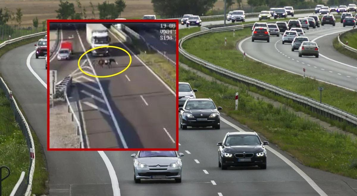 Kuriozalna sytuacja na S19. Po drodze biegał osiodłany koń