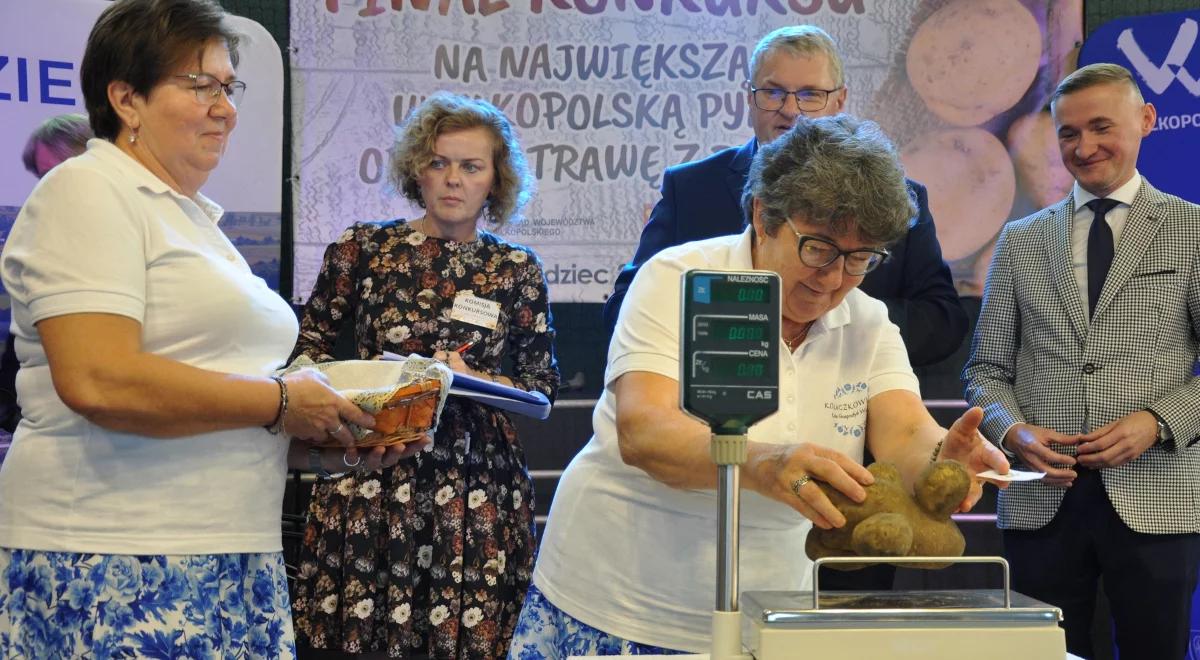 To będzie wielka porcja frytek. Oto ziemniak gigant z Wielkopolski