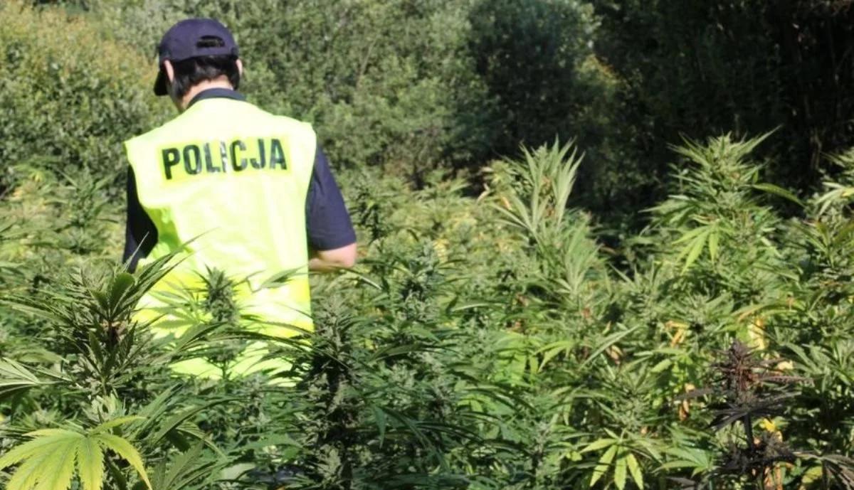 Policjanci znaleźli plantację konopi w lesie i narkotyki o wartości 3 mln zł