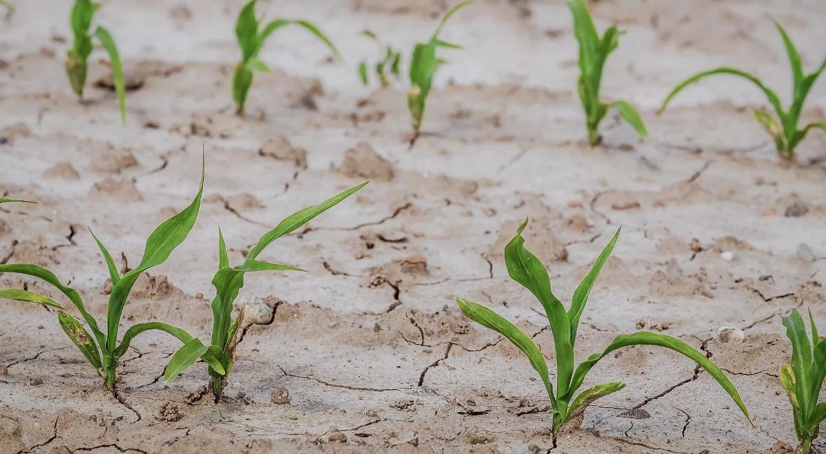 Susza możliwa w Polsce? IMGW: sytuacja hydrologiczna poprawiła się, ale ryzyko nie minęło