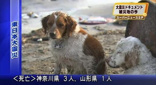 Japonia: pies uratował psa. Nie opuścił kolegi w potrzebie. Zobacz wideo 