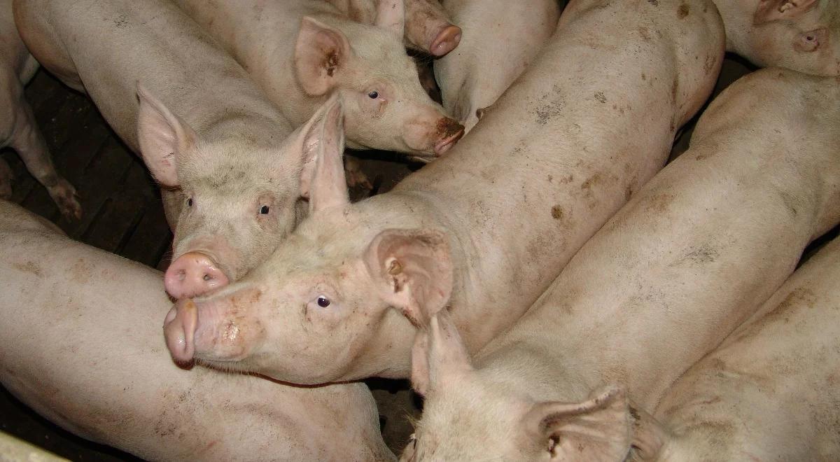 Sejm przyjął specustawę o ASF. Zakłada skup 100 tys. świń