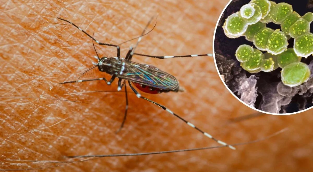 Europie grozi epidemia. WHO ostrzega przed groźnym wirusem. To chikungunya