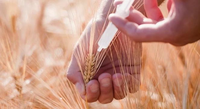  Raport Greenpeace ostrzega przed GMO