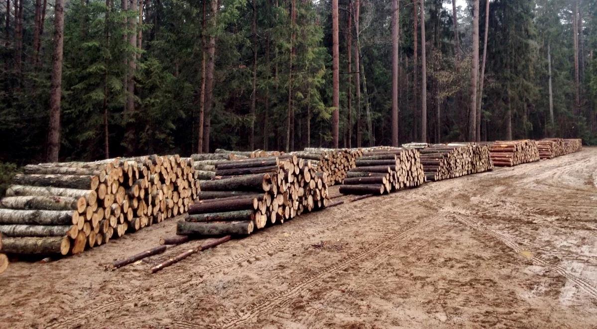 Odrzucona skarga ws. większych cięć w Puszczy Białowieskiej