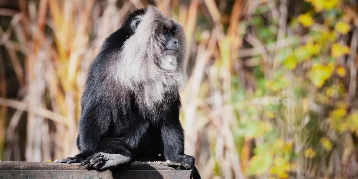 Skradziona w Lipsku małpa Ruma wróciła do zoo. Została znaleziona na drzewie