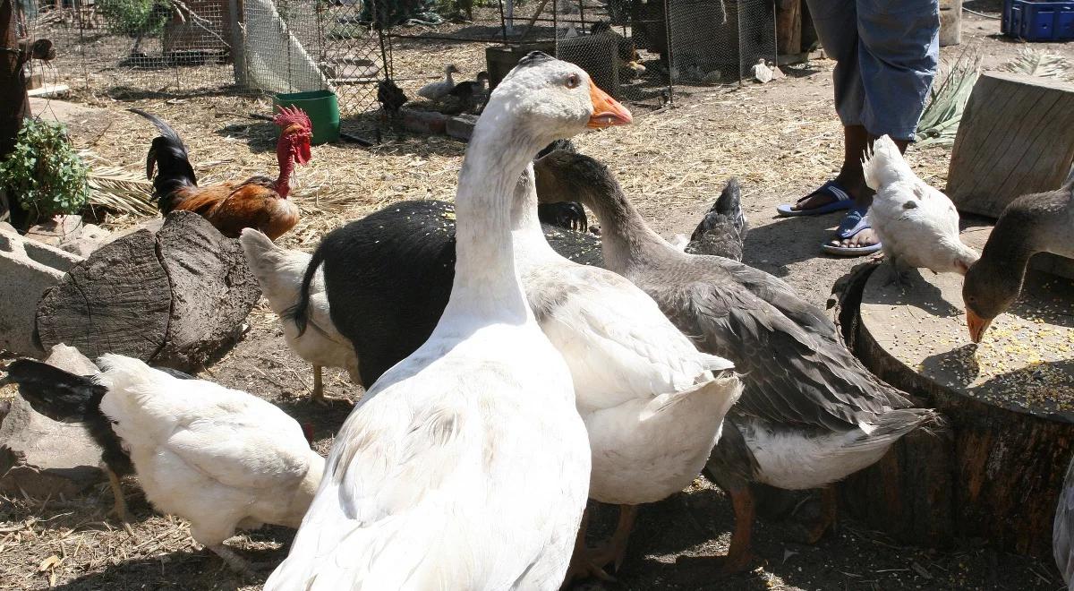 Zakaz GMO w paszach podniesie ceny drobiu? 