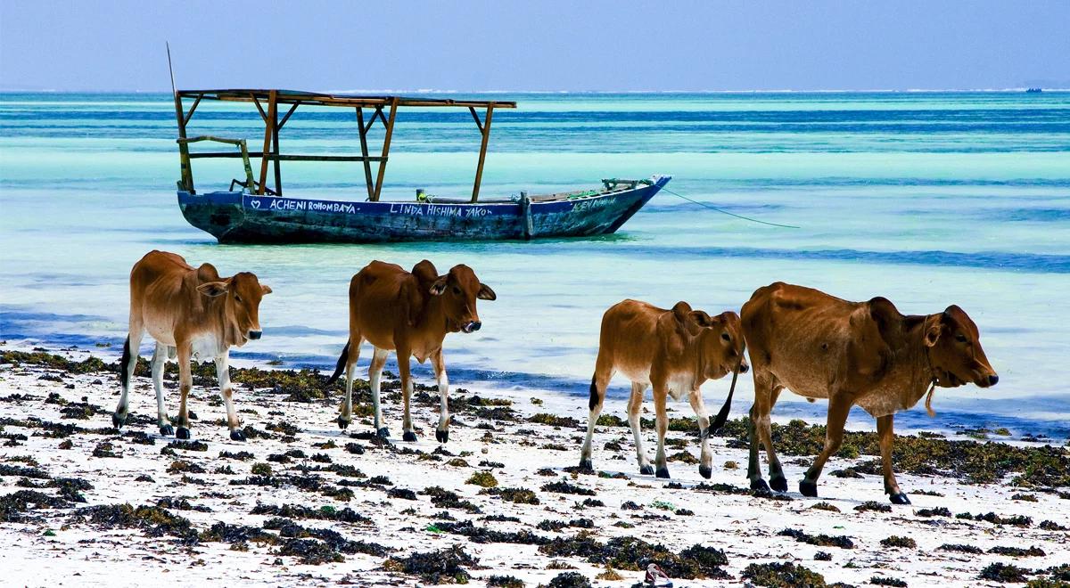 Zanzibar, idealne miejsce do gry w siatkówkę  