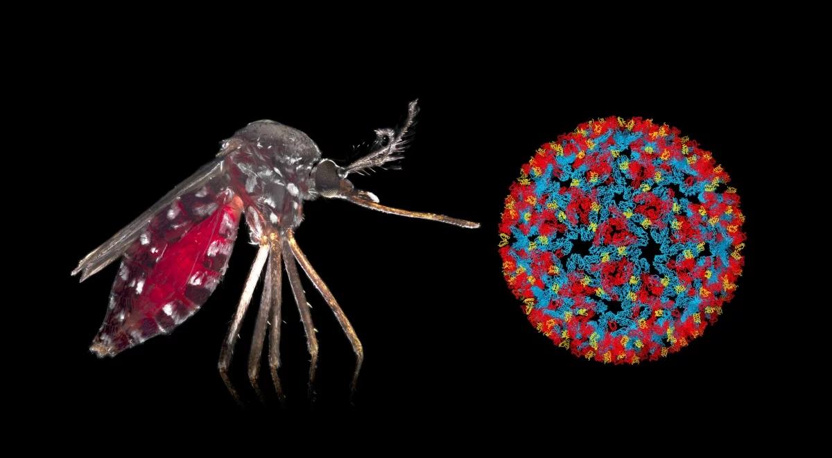 Wirus chikungunya w Chinach. To trzeba wiedzieć o nowej epidemii