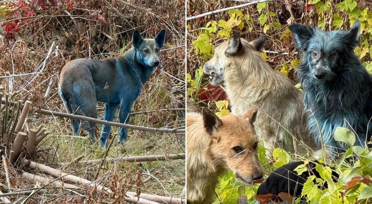 Niebieskie psy w Czarnobylu. Wolontariusze nie wiedzą, co się dzieje
