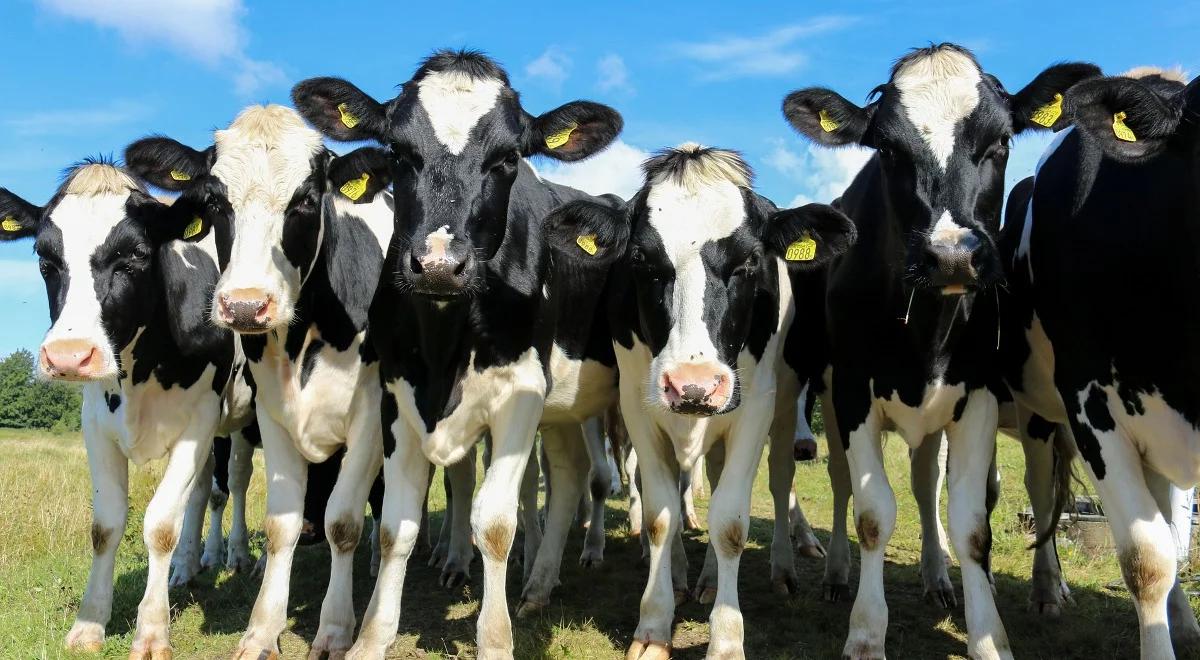 Są dodatkowe pieniądze dla producentów mleka za zmniejszenie produkcji