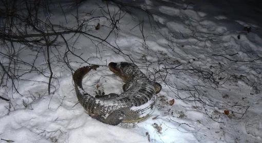 Tajemniczy "aligator z Mazur" okazał się krokodylem krótkopyskim