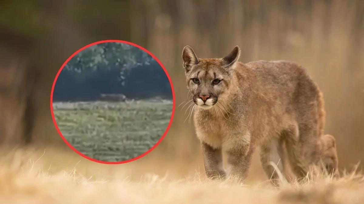 Pod Lipskiem grasuje wielki kot. "Na 80 procent puma". Wysłano drony