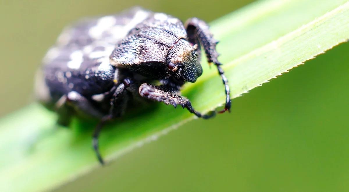 Choroby odkleszczowe. Coraz więcej przypadków, "króluje" jedno województwo