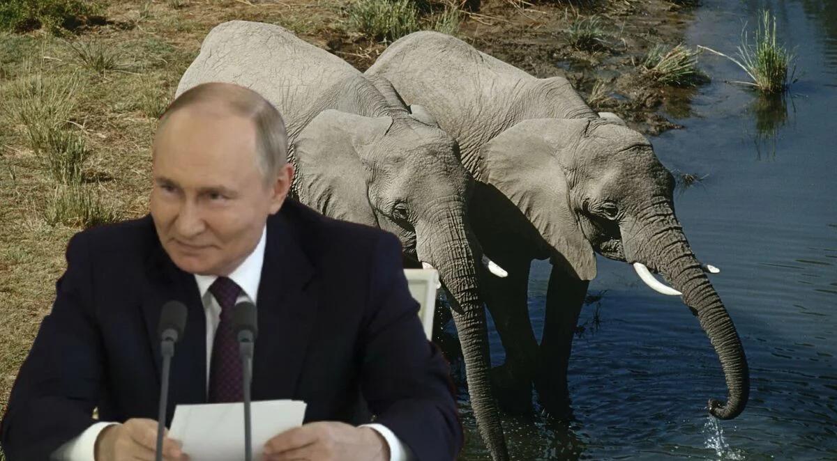 Putin dostanie dwa słonie. Symboliczny prezent od Laosu