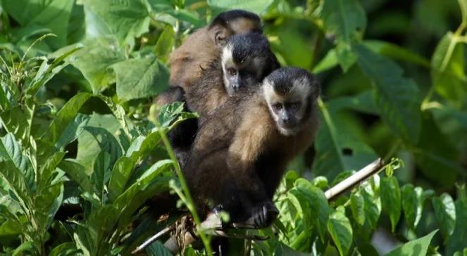 Amazonia się odrodzi? "Ekologiczny sukces"