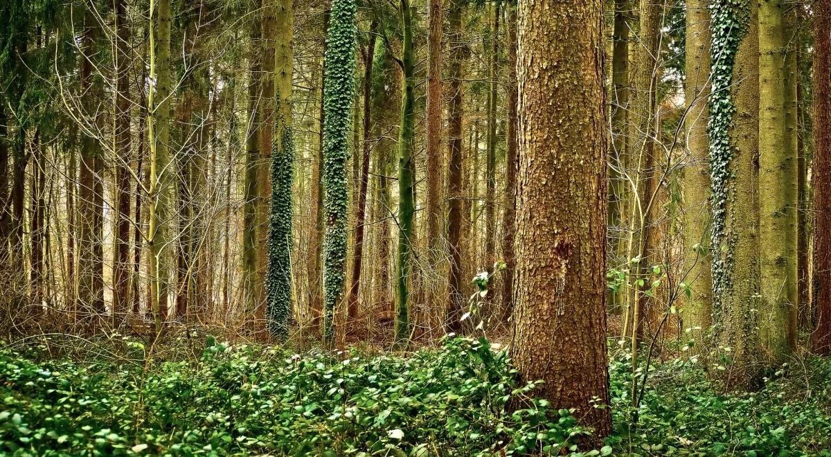 Europejski Tydzień lasów. "To najbardziej ekologiczny surowiec"