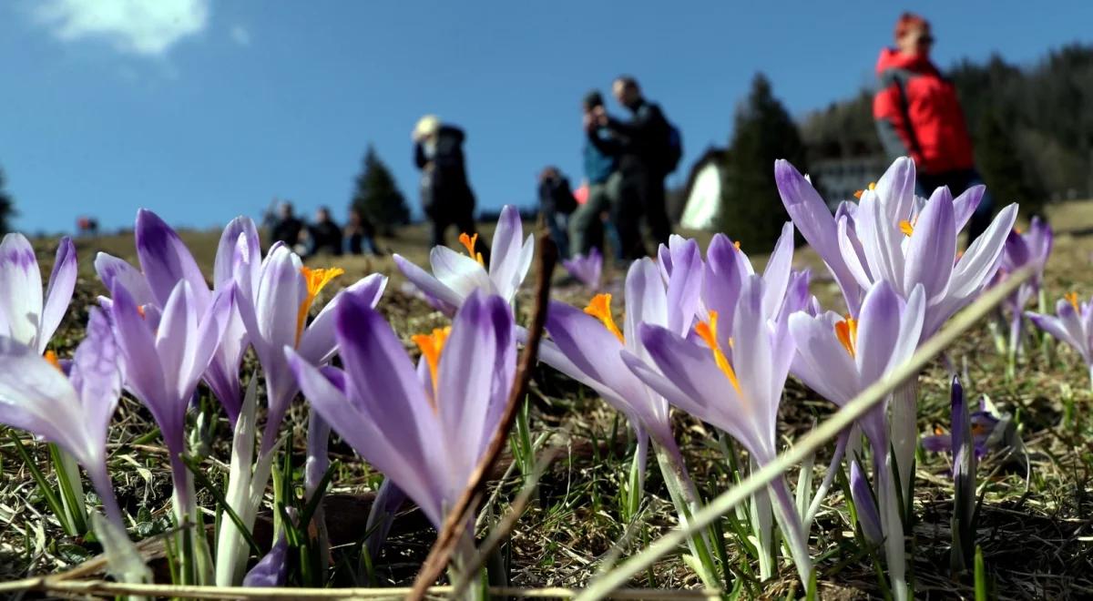 Piękna wiosenna pogoda: nawet 25 stopni, jednak nie wszędzie. Na północy mogą być lokalne burze, a w górach uwaga na silny wiatr!