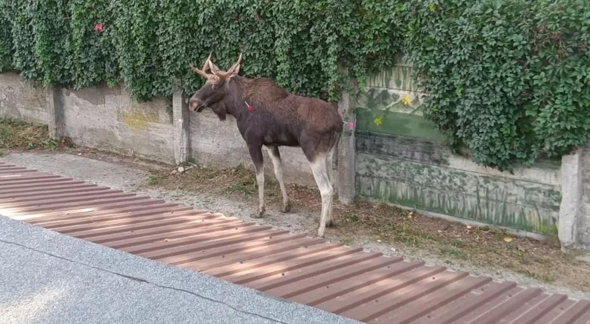 Łoś zajrzał na komendę, potem ruszył w miasto. Smutny finał