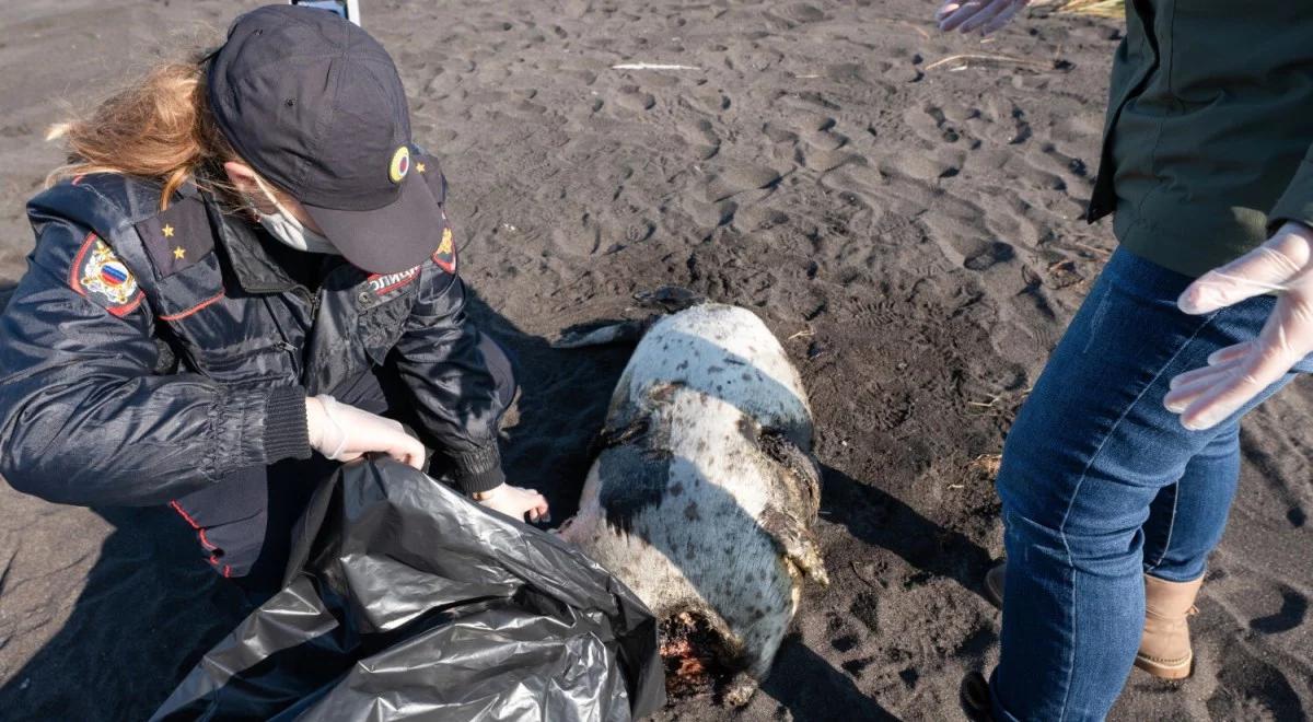 Skażenie u wybrzeży Kamczatki. Setki martwych stworzeń morskich