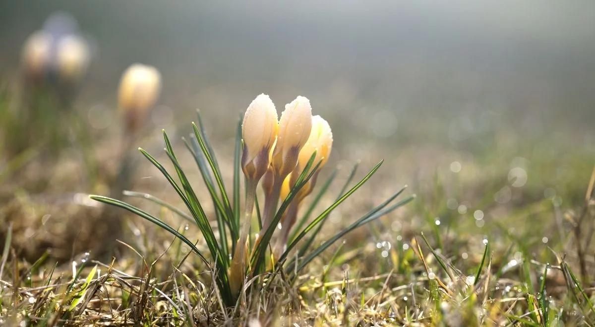 Pogodny, rześki poranek i pożegnanie ze śniegiem. Sprawdź prognozę pogody