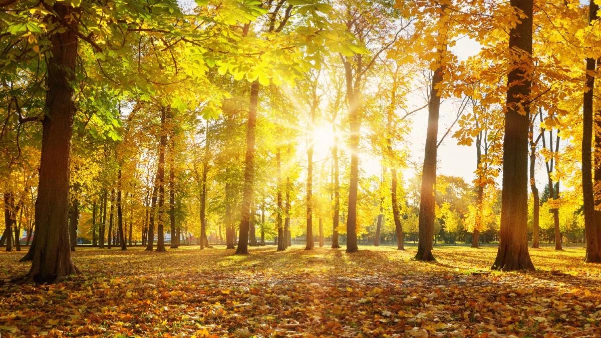 Słonecznie, kilkunastostopniowe temperatury. Do niedzieli będzie pogodnie