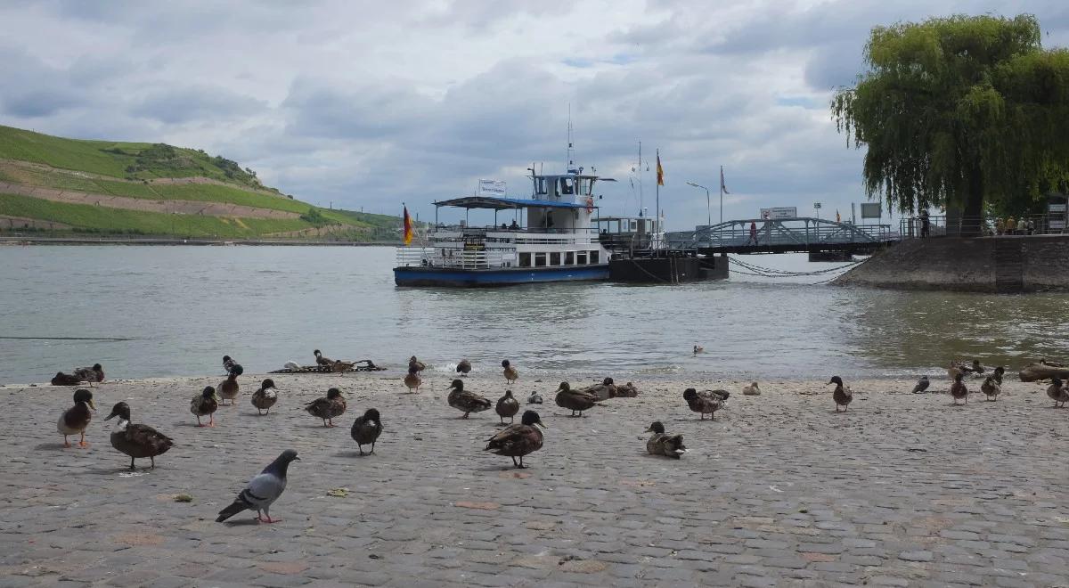 Zbyt mało wody w Renie. Hydrolog ostrzega: skutki mogą być odczuwalne przez lata