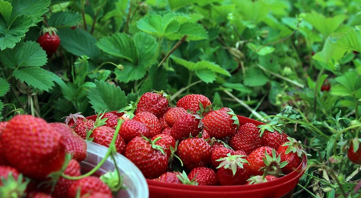 Sezon na truskawki rozpoczęty. Producenci i konsumenci będą zadowoleni?