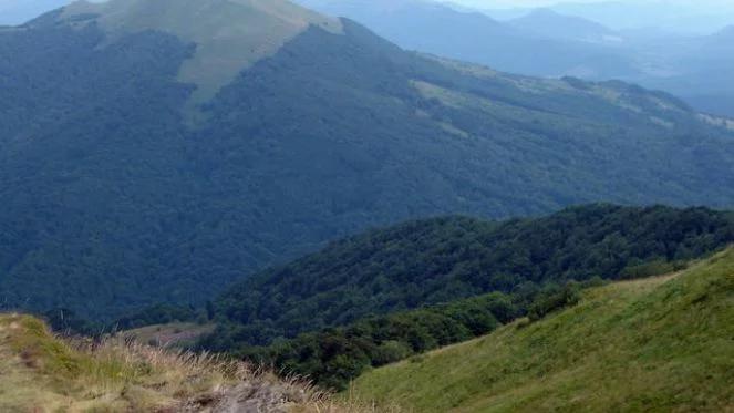 Bieszczady: niedźwiedź zabił 61-latka? Znaleziono ciało poszukiwanego mężczyzny