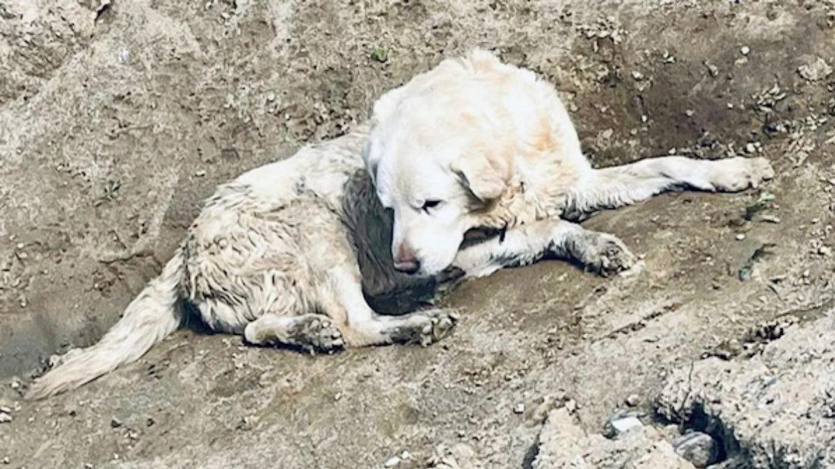 Niewidomy labrador uratowany przez Natalię i Monikę. Bohaterska akcja policjantek