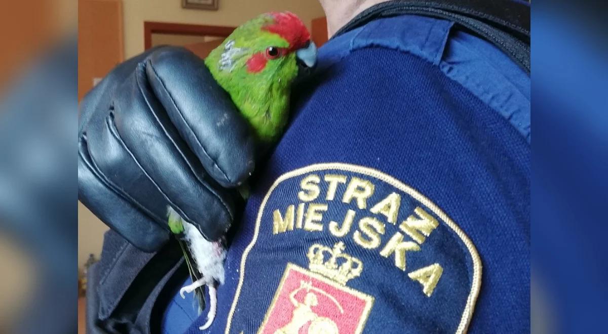 Niezwykły gość w warszawskim mieszkaniu. Papuga z nogą w gipsie