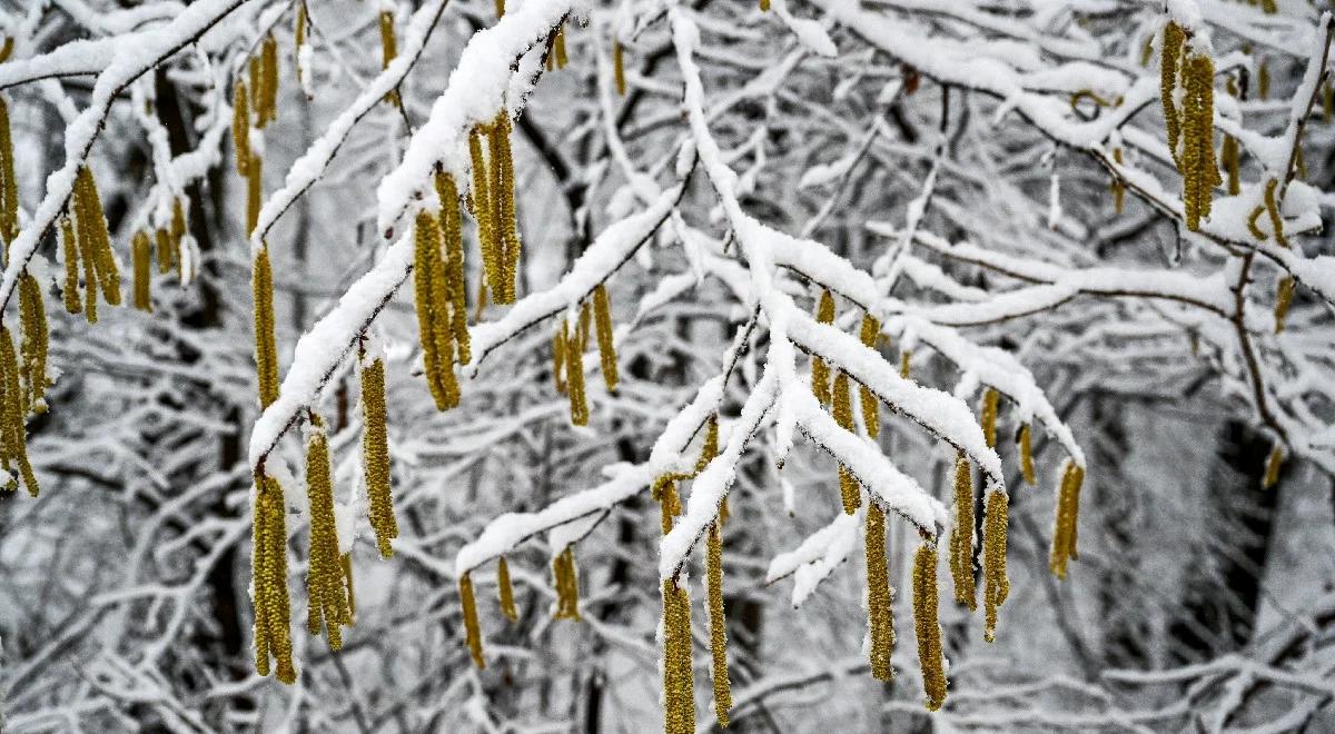 Będzie zimno, wietrznie i śnieżnie. Prognoza pogody IMGW na weekend