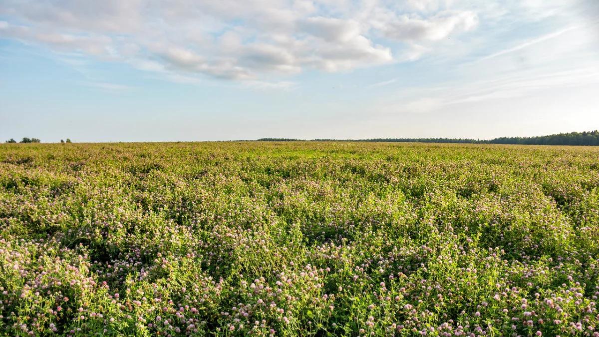 Pogoda: słoneczny dzień, najcieplej na zachodzie kraju