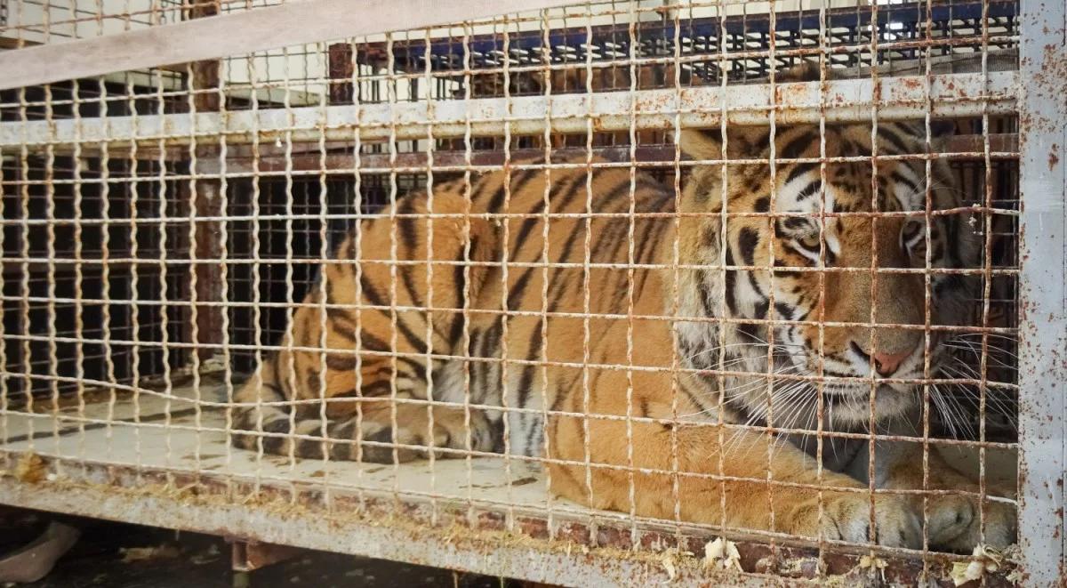 Poznańskie zoo: udało nam się uratować dziewięć tygrysów, jeden z nich jest nich w stanie bardzo ciężkim