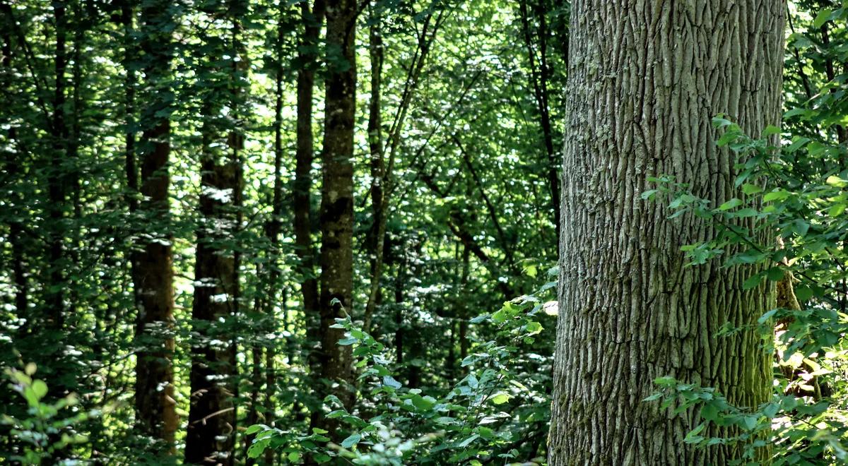 Konstytucja dla Puszczy Białowieskiej. Kiedy zostaną pokazane założenia ustawy? Minister klimatu wyjaśnia