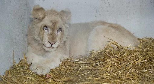 Niezwykły biały lew z Borysewa. Pierwszy taki kot w Polsce