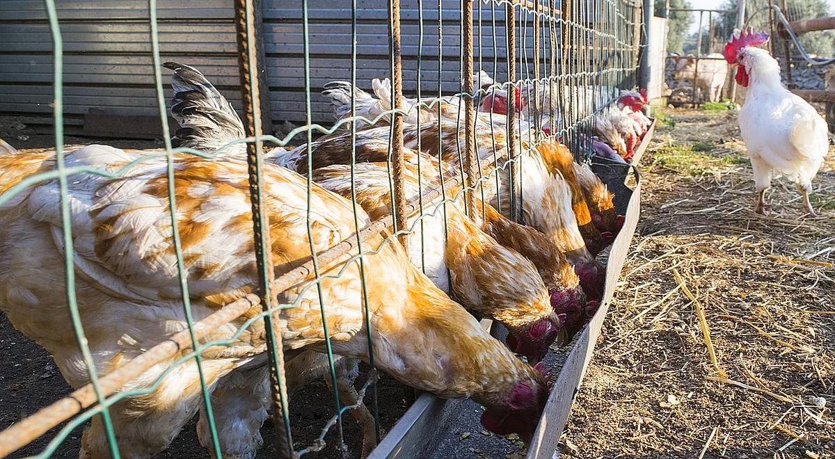 Polska drobiową potęgą. Wyzwanie: zdobyć nowe rynki