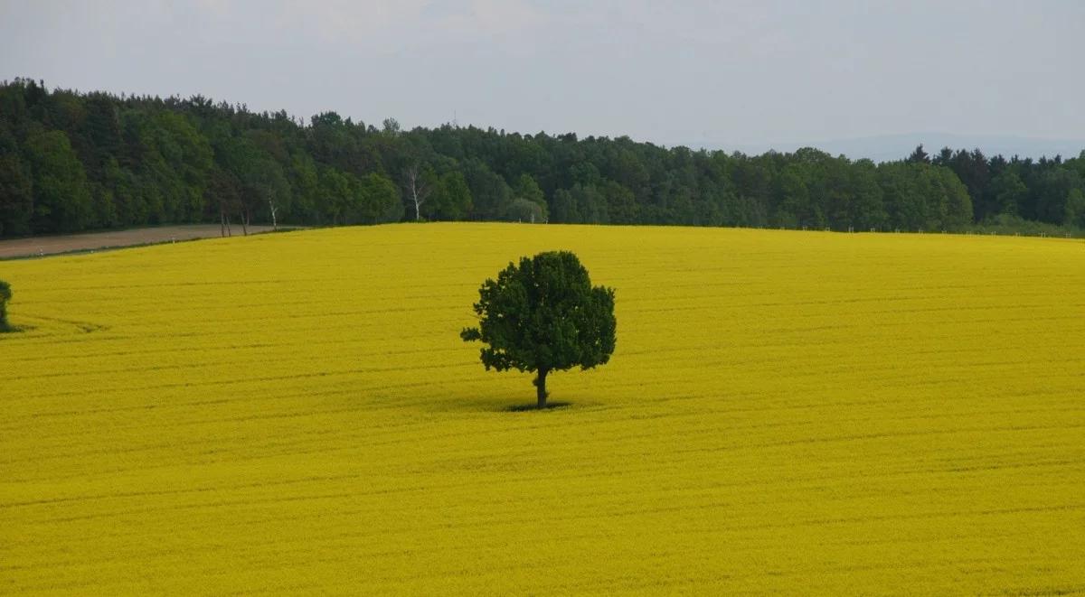 ARiMR na półmetku zbierania wniosków o dopłaty 