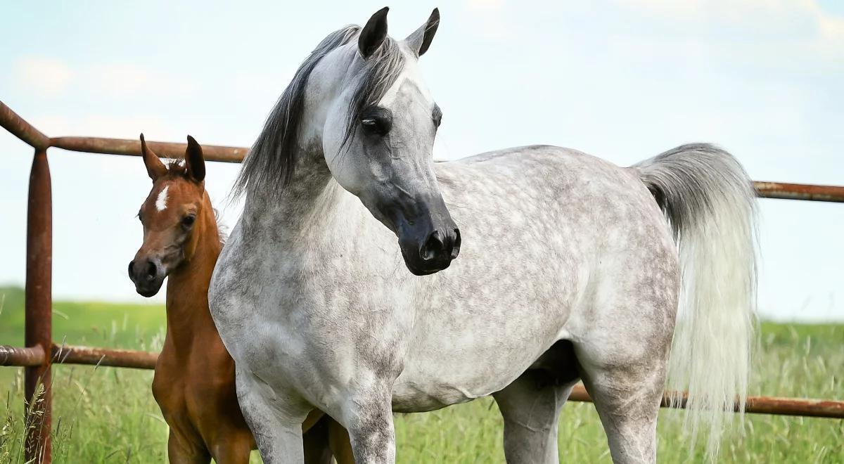 Krakowski Pokaz i Międzynarodowa Aukcja Koni Arabskich