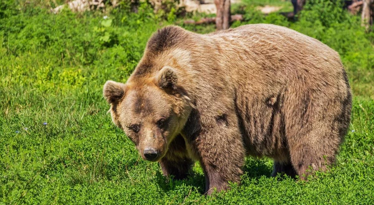 "SE": niedźwiedź grasuje pod Augustowem. "Prawdopodobnie szuka samicy"