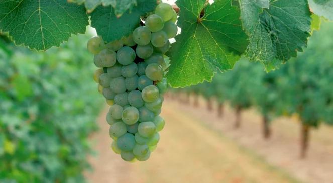 Winobranie we Francji. Płacą 10 euro za godzinę