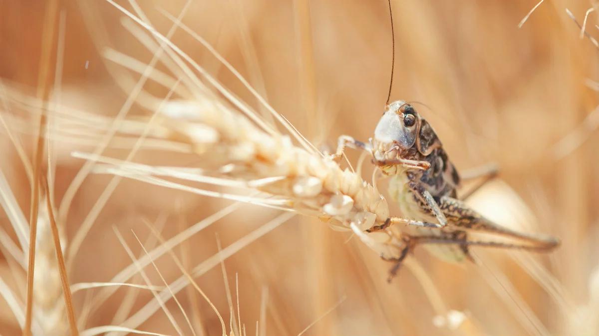 Szarańcza atakuje włoską wyspę. Apel o ogłoszenie stanu klęski żywiołowej