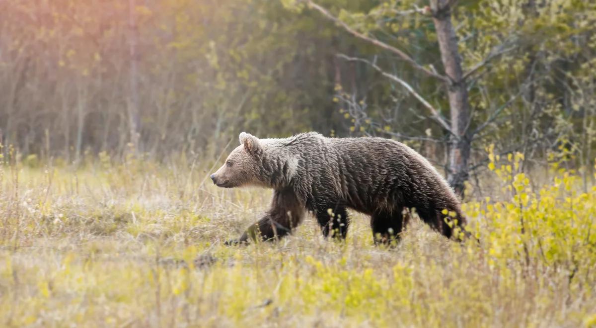 W Tatrach na wysokości regla dolnego panuje wiosna. Pierwsze niedźwiedzie wyszły z gawr