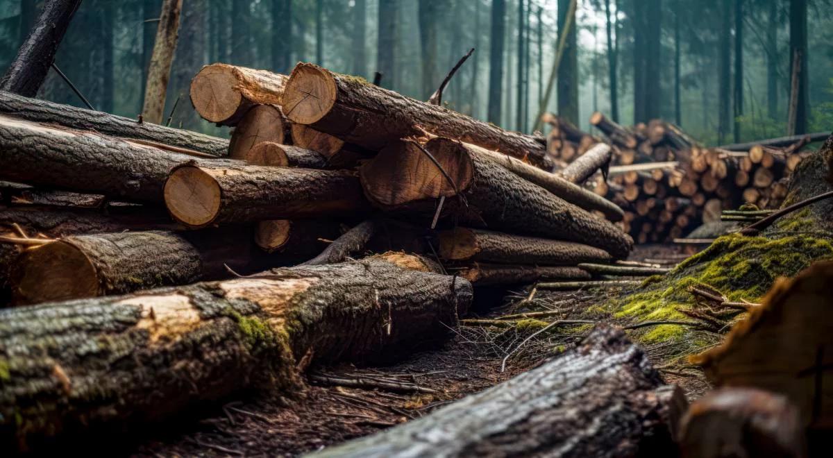 Degradacja lasów jednym z największych zagrożeń XXI wieku