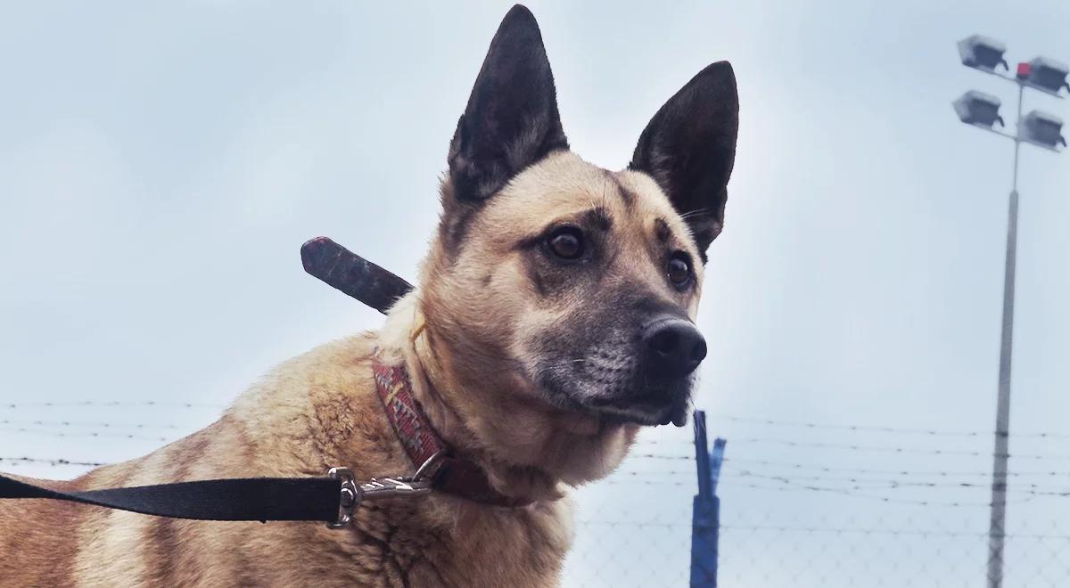 "Szczęście na czterech łapach". Bungee - potrzebuje człowieka jak powietrza