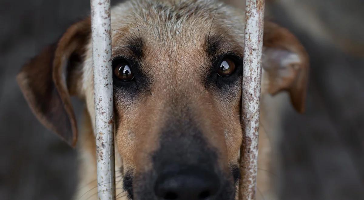 Nowe wymogi dla prowadzących schroniska dla zwierząt. Dotyczą powierzchni i wyboru kadry