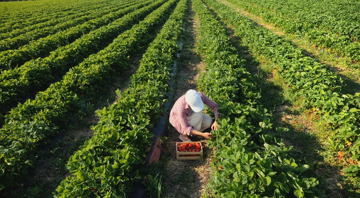 Pomoc dla producentów rolnych, którzy ponieśli szkody. Nadchodzi ważny termin