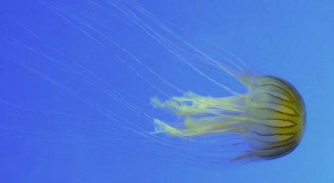 Plaga meduz w Hiszpanii. Zamykają kolejne plaże