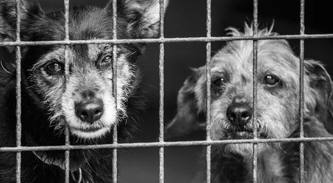 Wolontariat w schronisku dla psów